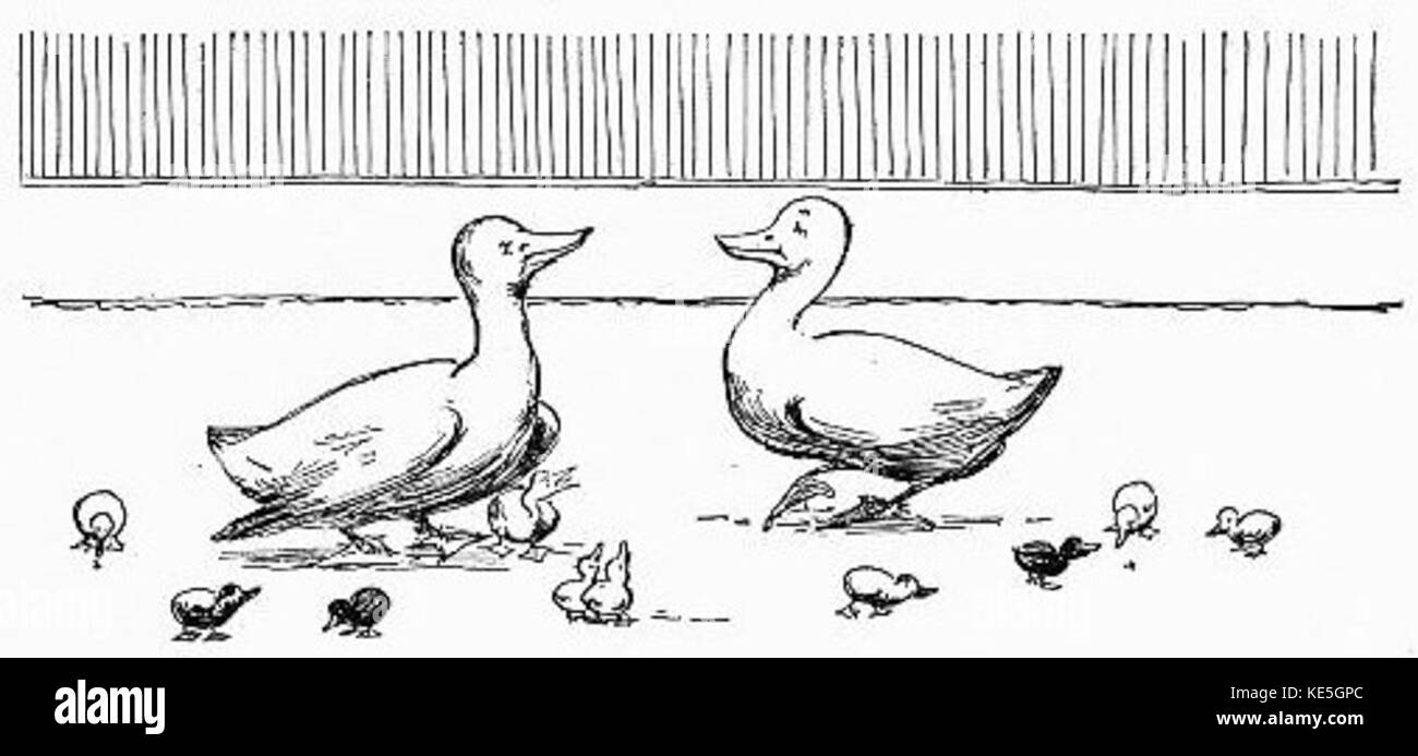 Deux familles de Canards Banque D'Images
