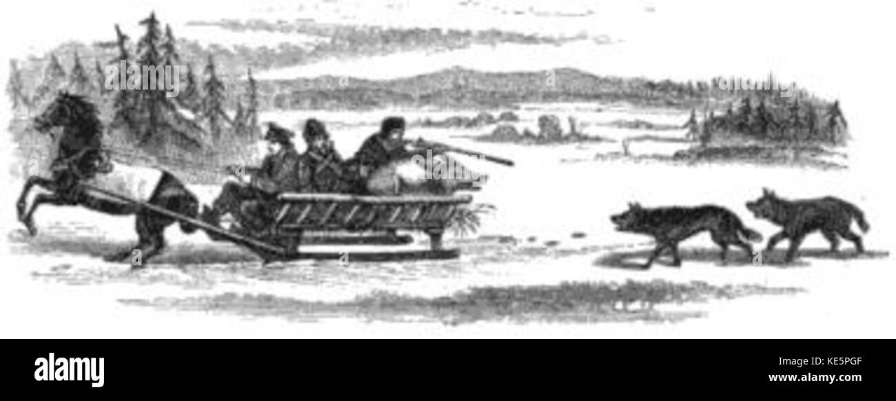 Wolfpig Banque D'Images