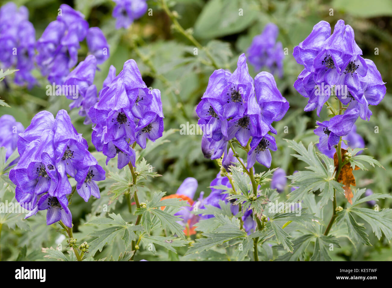 Fleurs bleu pâle d'une floraison tardive de stand, monkshood Aconitum carmichaeli Banque D'Images