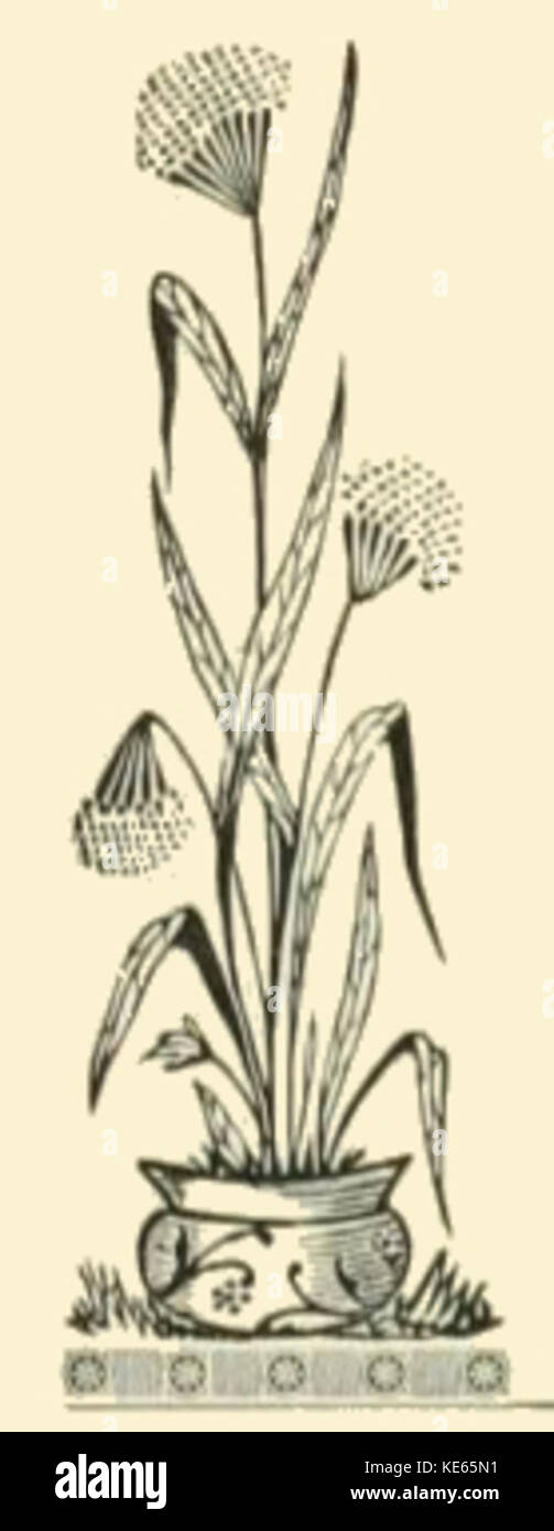 Grande plante à fleurs Dimensions Banque D'Images