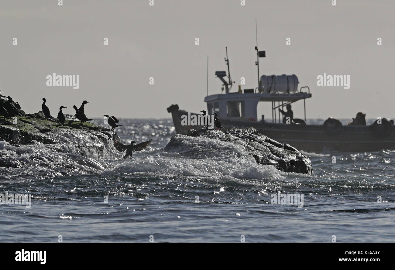 Il se hante sur les îles Farne au large de la côte de Northumberland. Banque D'Images