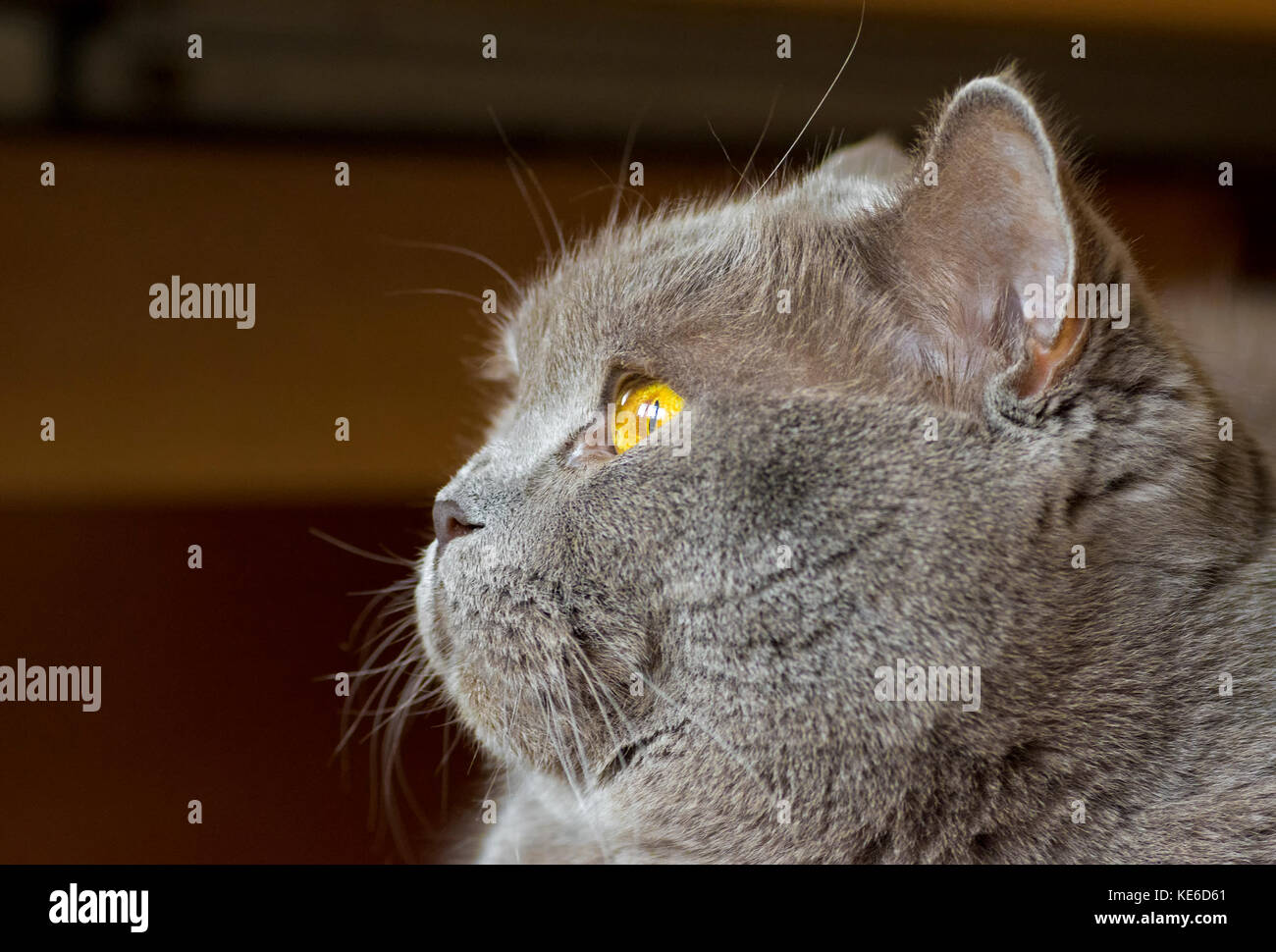 Photo en gros plan d'une tête de chat gris avec des yeux jaunes sur un arrière-plan flou Banque D'Images