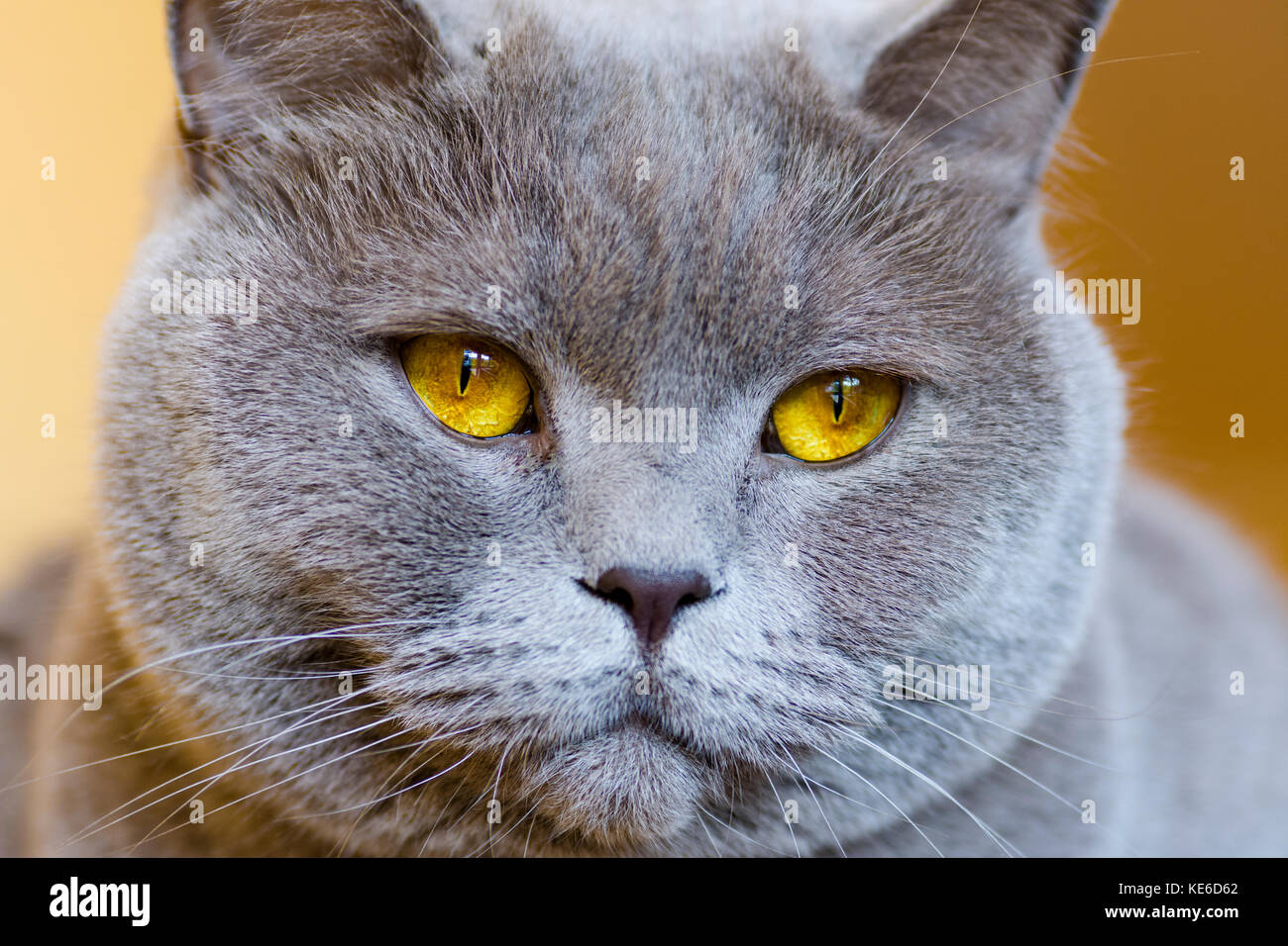 Photo en gros plan d'une tête de chat gris avec des yeux jaunes sur un arrière-plan flou Banque D'Images