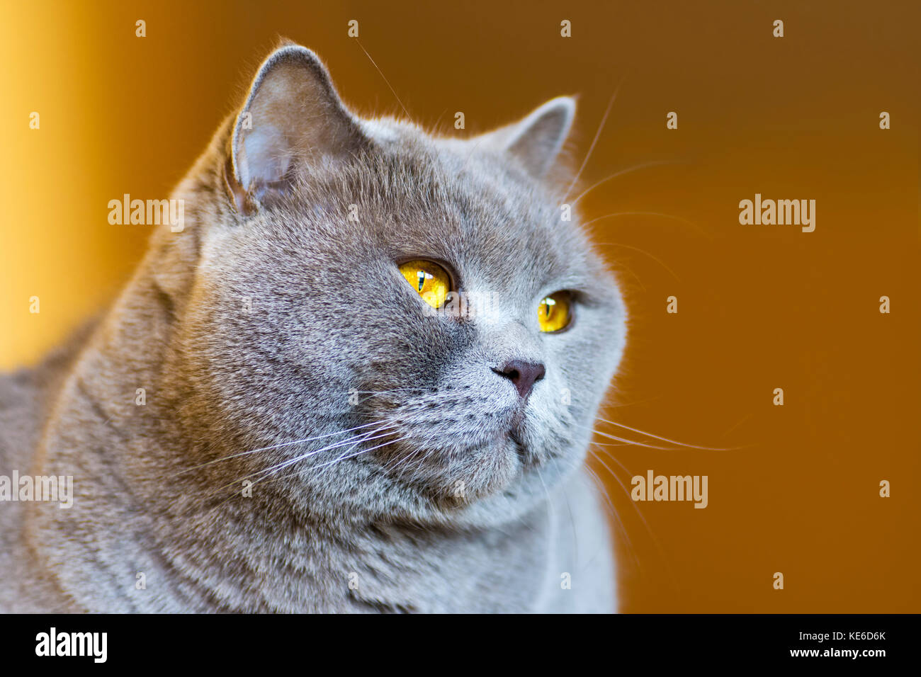Photo En Gros Plan D Une Tete De Chat Gris Avec Des Yeux Jaunes Sur Un Arriere Plan Flou Photo Stock Alamy