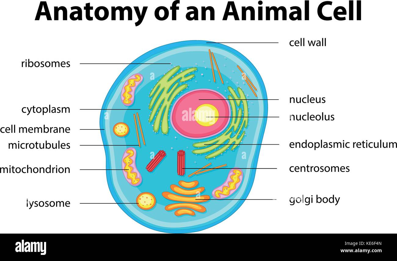 Anatomie de la cellule animale avec des mots illustration Illustration de Vecteur