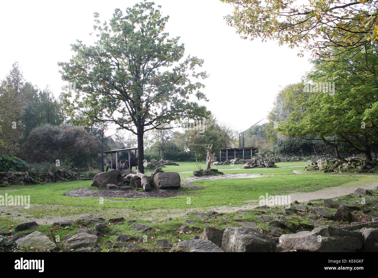 Enceinte de chameaux au Zoo de Blijdorp de Rotterdam, aux Pays-Bas. Banque D'Images