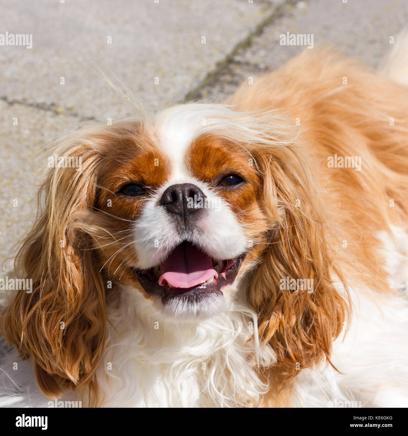 Cavalier King Charles Spaniel haletant par temps chaud, UK Banque D'Images