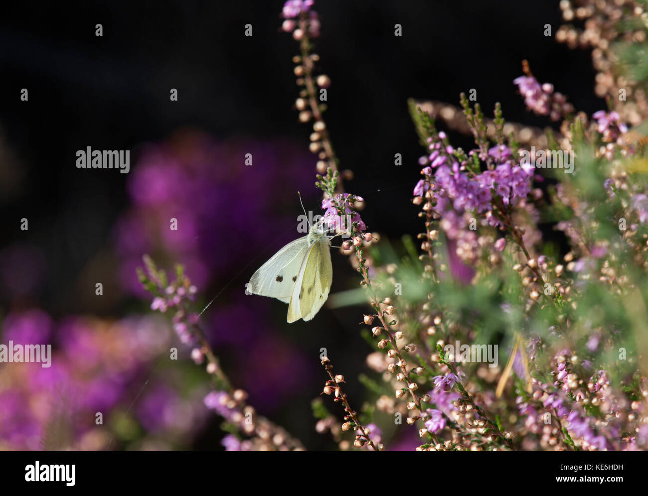 Petits choux blanc, Pieris rapae, l'alimentation sur la bruyère dans la lande, Arne, dorset, uk Banque D'Images