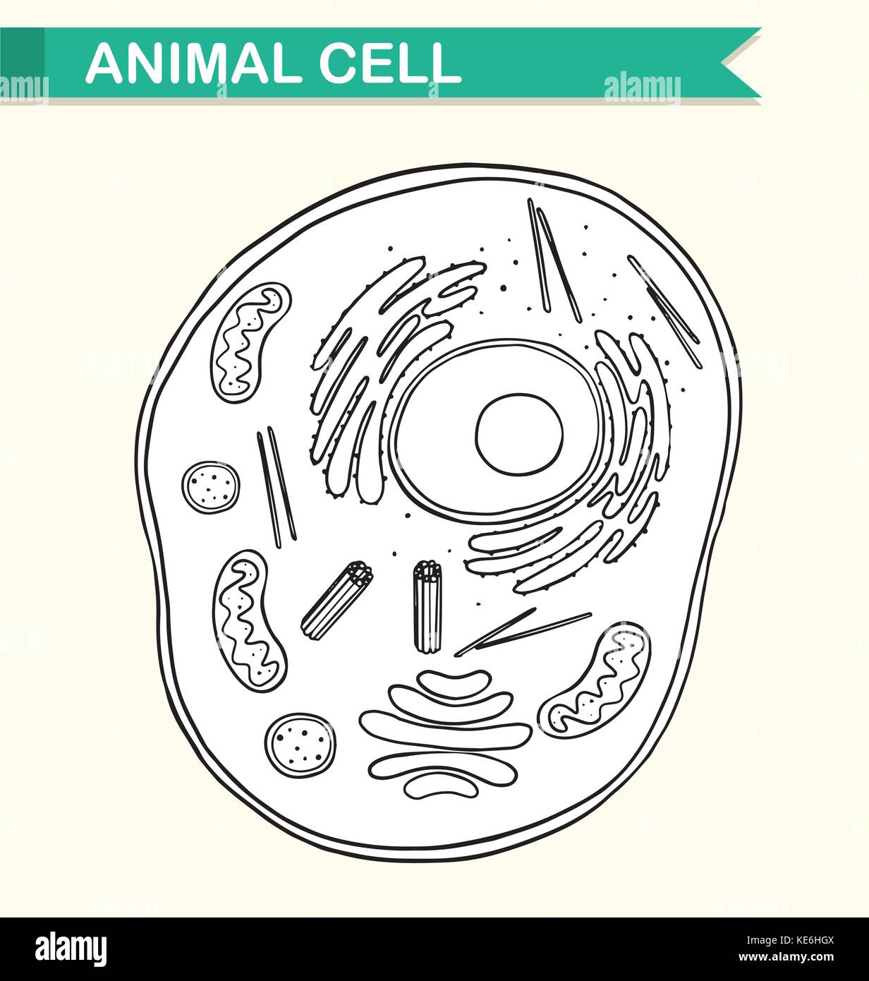 Schéma de l'illustration de cellules animales Illustration de Vecteur