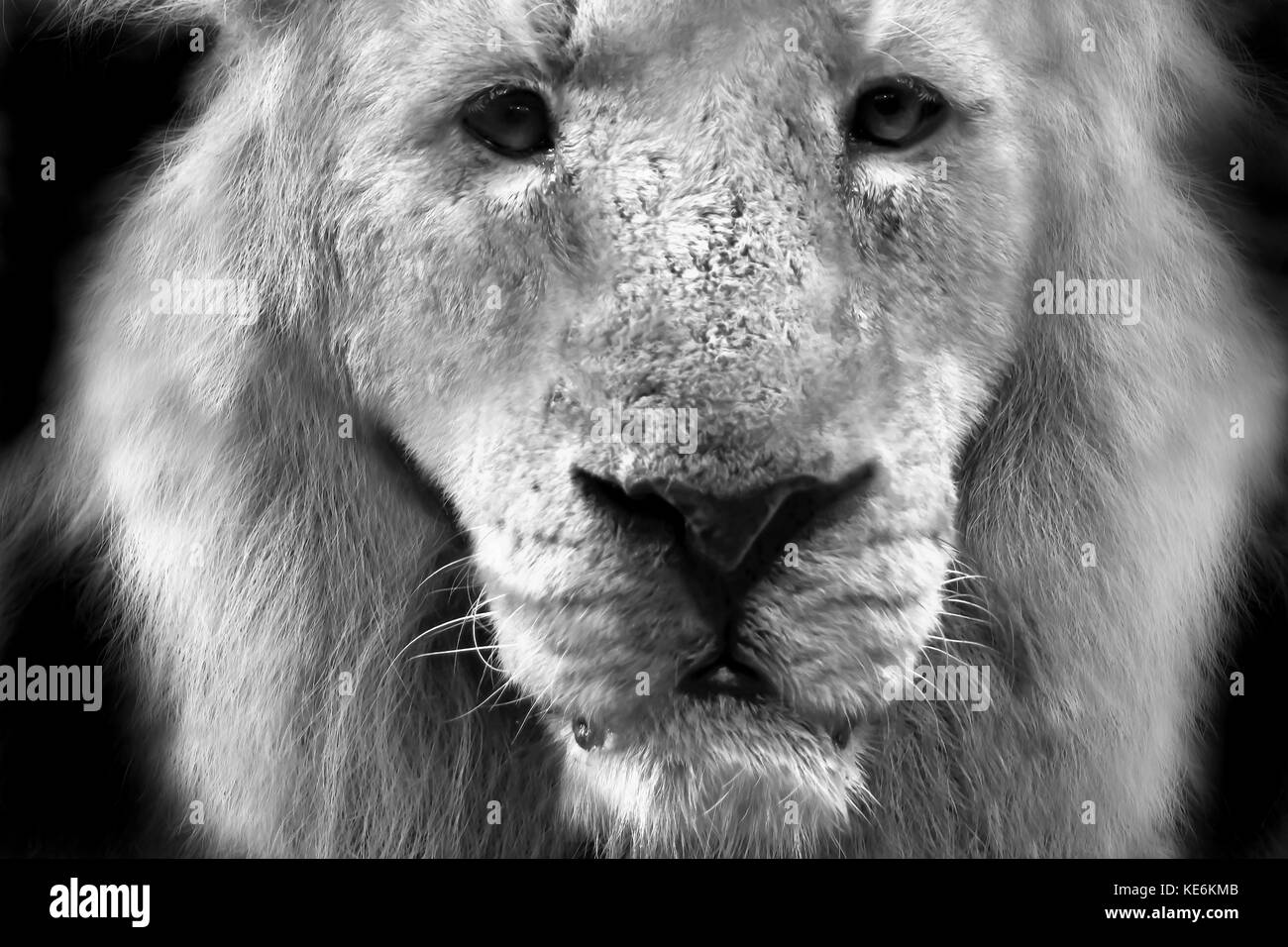 Un très gros plan d'un lion dans le Devon, UK Banque D'Images
