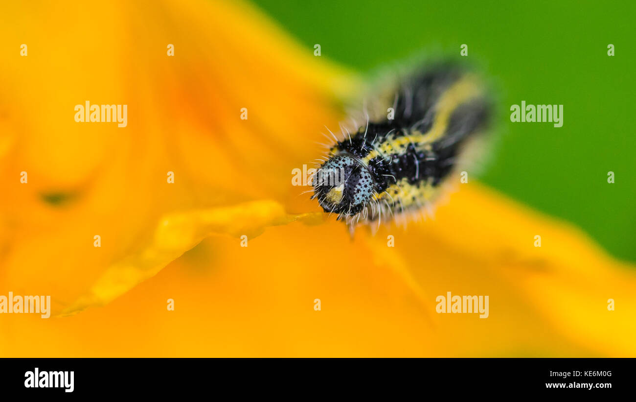 Un plan macro sur une chenille de manger sur une fleur de capucine. Banque D'Images