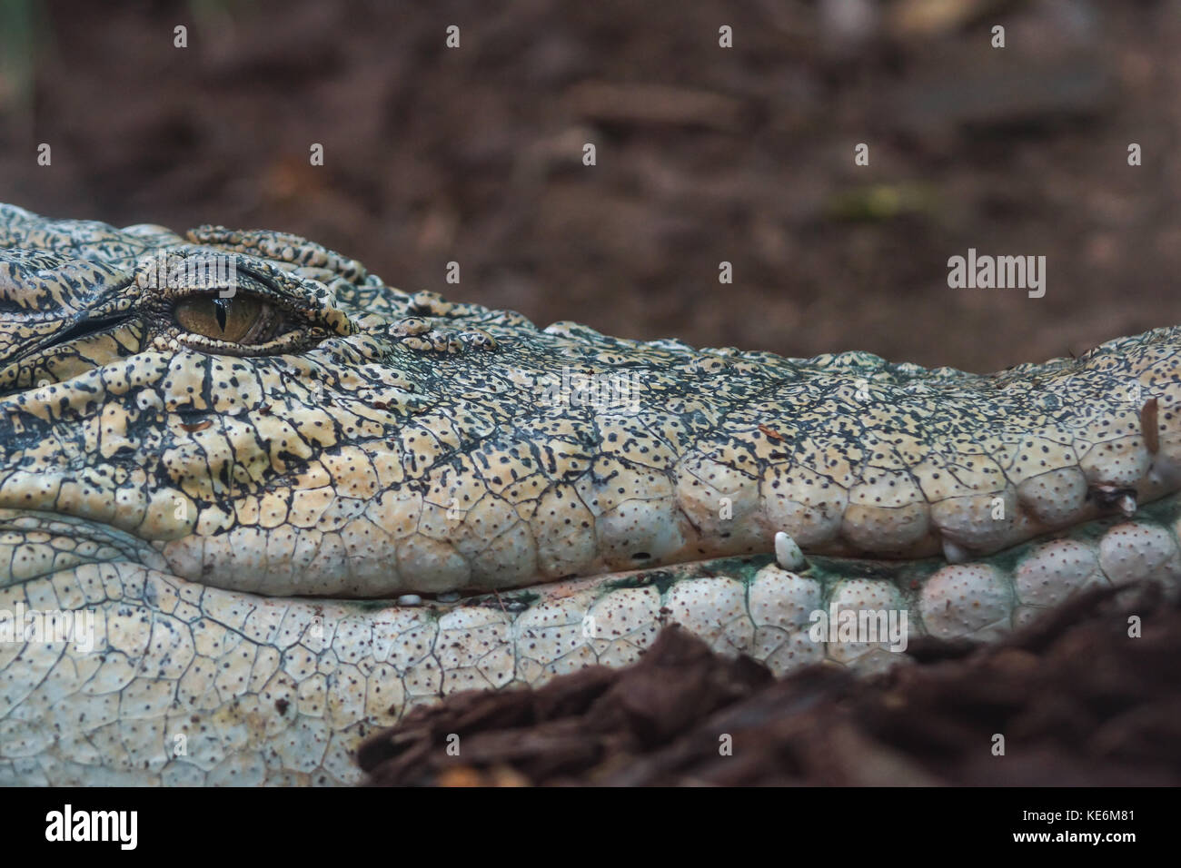 Un gros plan d'un crocodile d'eau douce dans la région de Devon, UK Banque D'Images