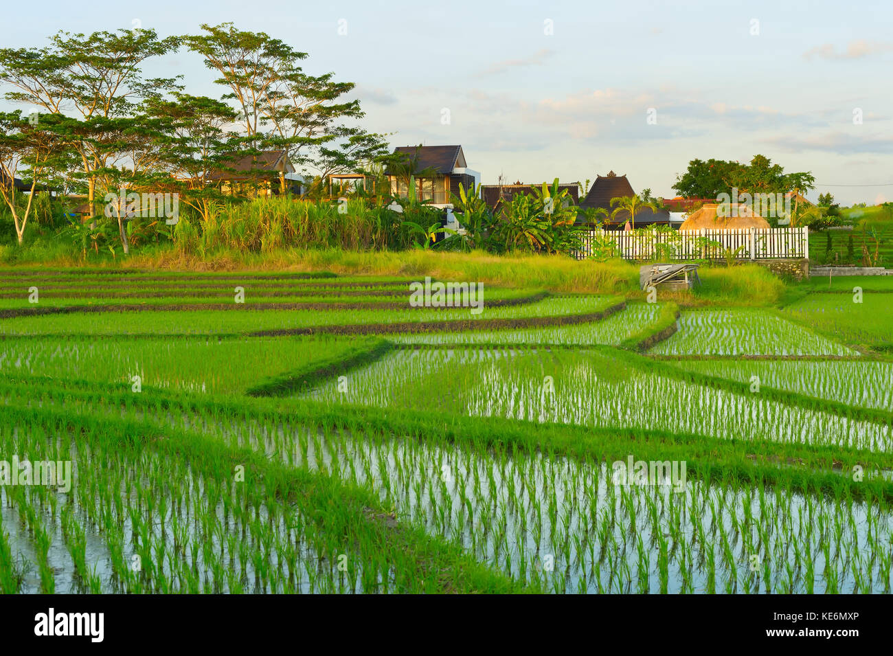 Les champs de riz et village de Bali au coucher du soleil. l'île de Bali, Indonésie Banque D'Images