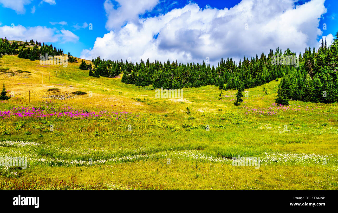 Randonnée à travers les prairies alpines couvertes de fleurs sauvages en haute montagne près du village de Sun Peaks, dans le parc de Shuswap en Colombie-Britannique Banque D'Images