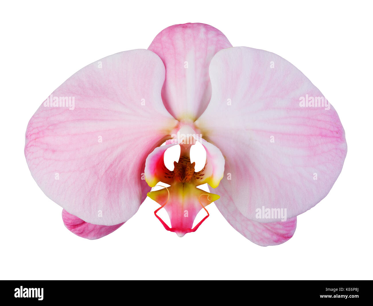 Orchidée rose avec des stries isolé sur fond blanc Banque D'Images