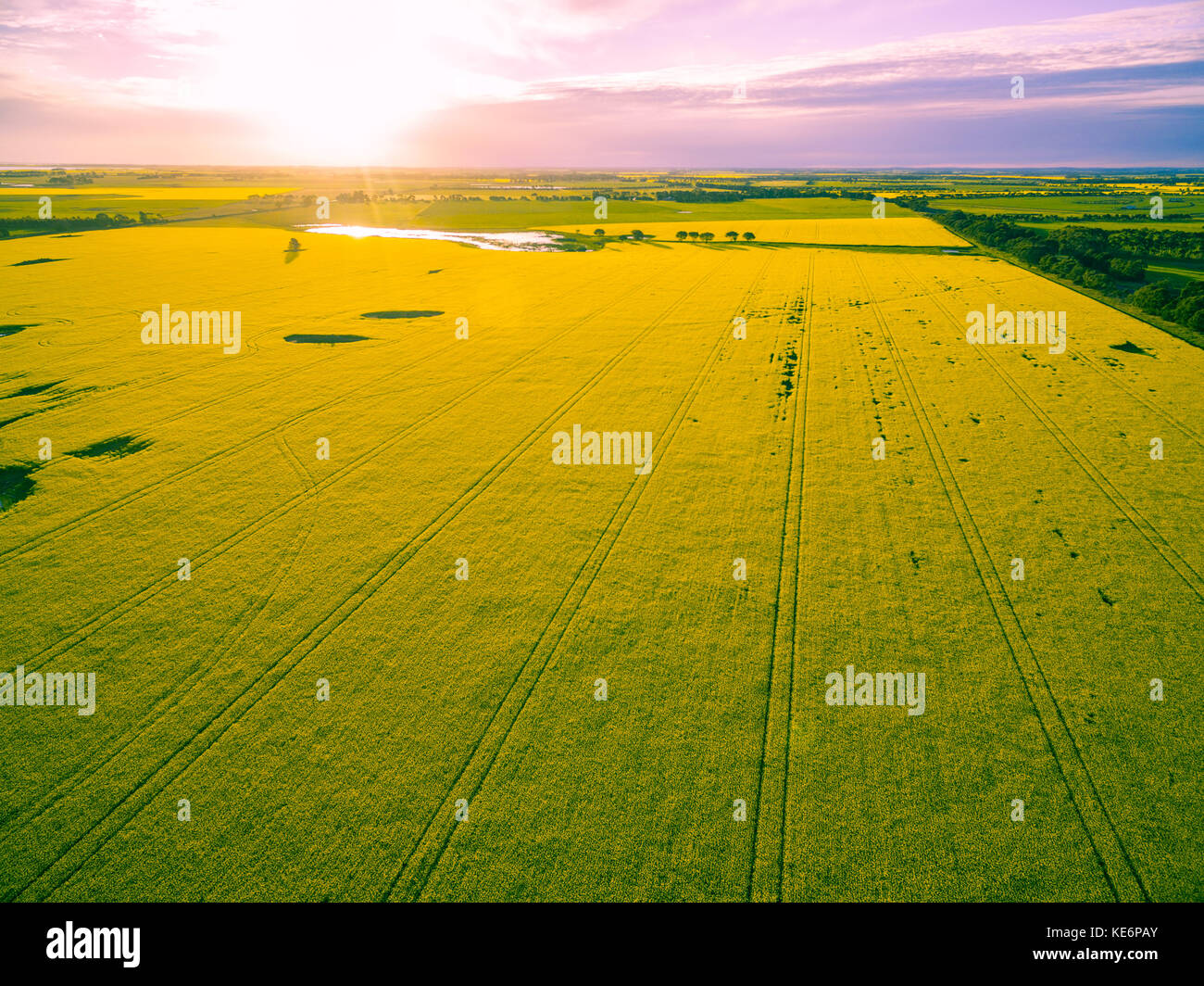 Beau Champ de canola au coucher du soleil rougeoyant en Australie - vue aérienne Banque D'Images