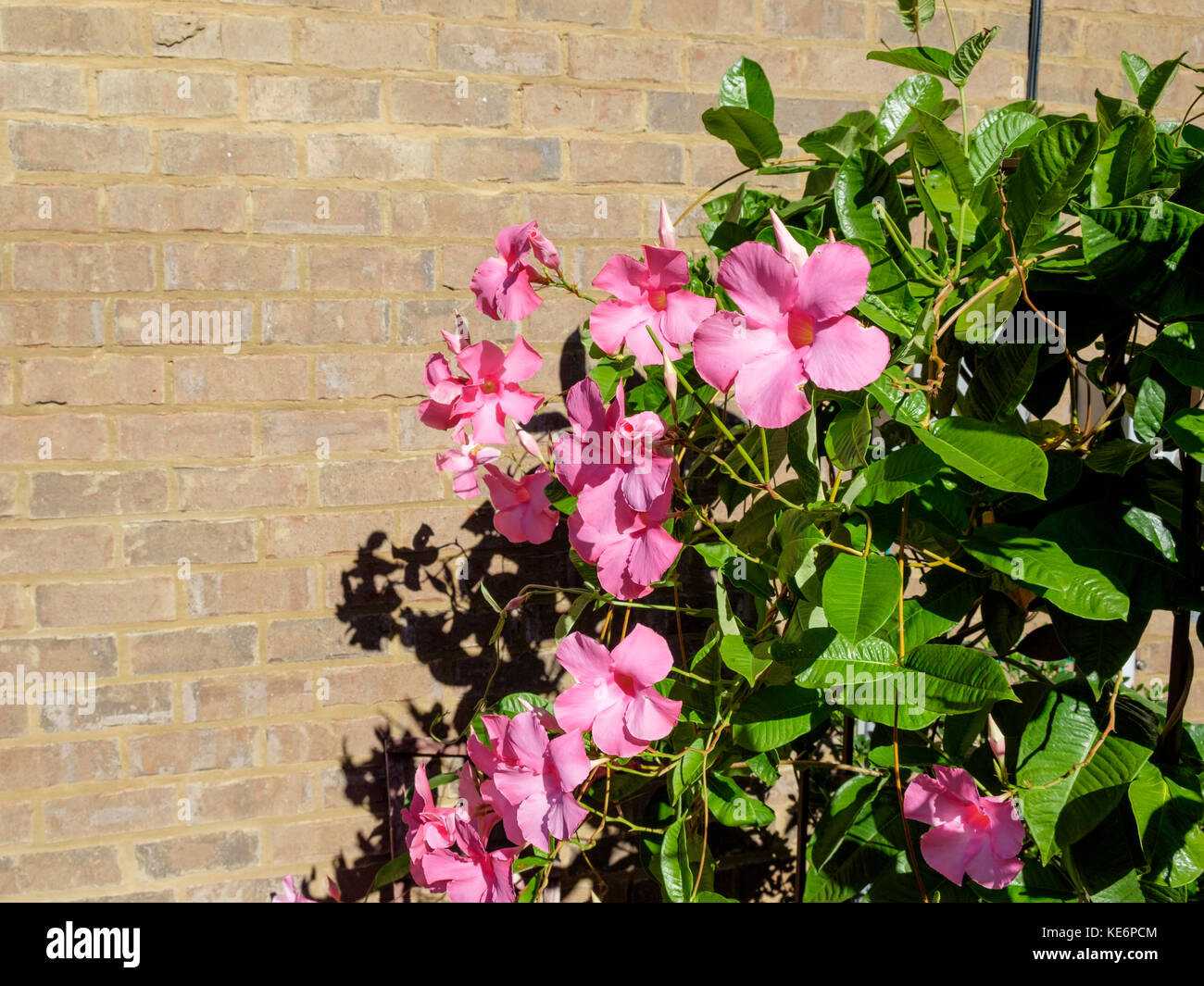 Vigne subtropicales, Mandevilla, croissante contre un mur de briques. Banque D'Images