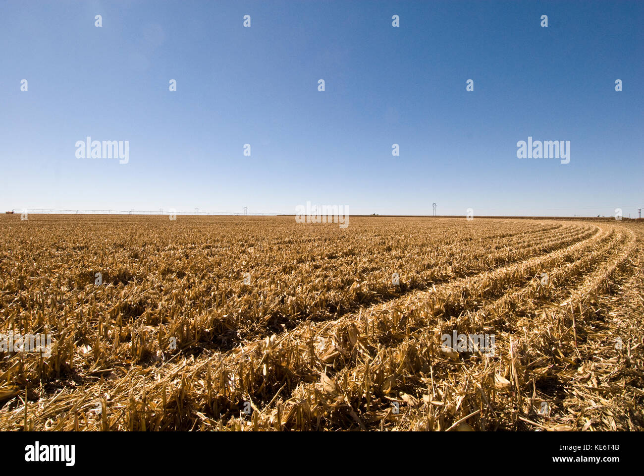 Champ de maïs fraîchement récoltés au Texas sous l'irrigation à pivot central Banque D'Images