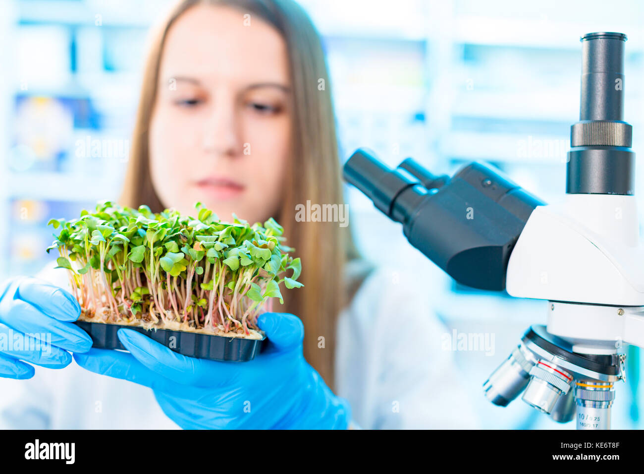 La recherche de la photosynthèse des plantes vertes. le contrôle de la qualité des plans agricoles Banque D'Images