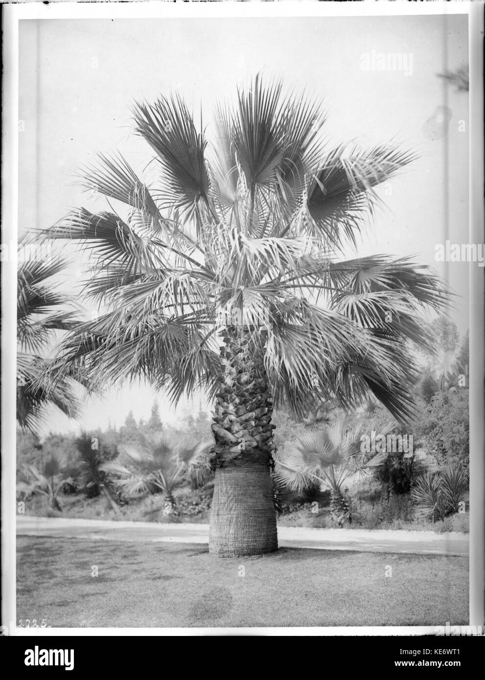 Grand palmier Washingtonia filifera (croissant) à côté d'un chemin à travers une pelouse, ca.1920 (2725) du SHC Banque D'Images