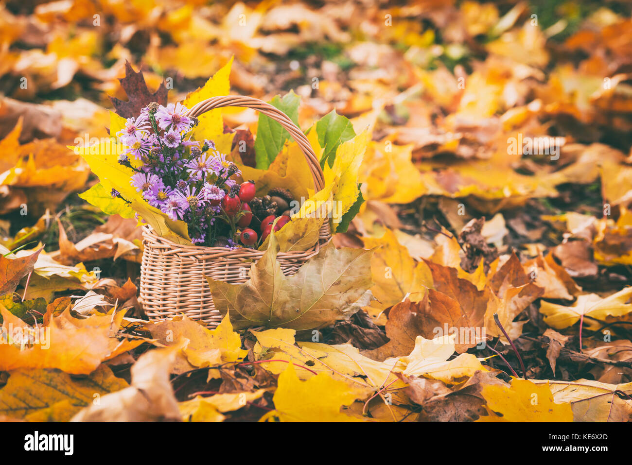 Joli concept d'automne, la nature morte avec fleurs aster violette, fruits rouges et des feuilles jaunes dans le panier, l'arrière-plan nature plein air Banque D'Images
