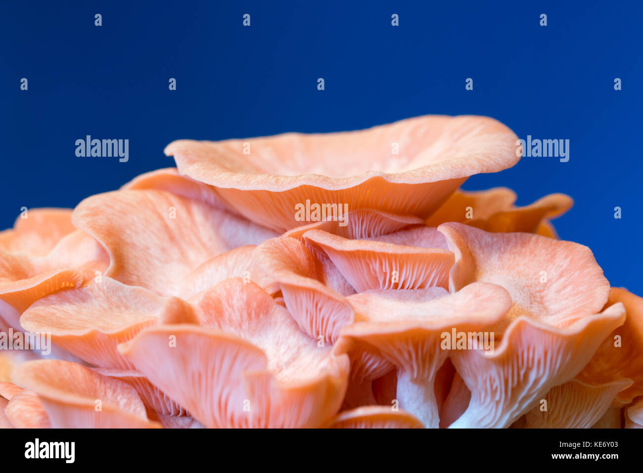 Pleurotus djamor champignons poussent sur le substrat Banque D'Images