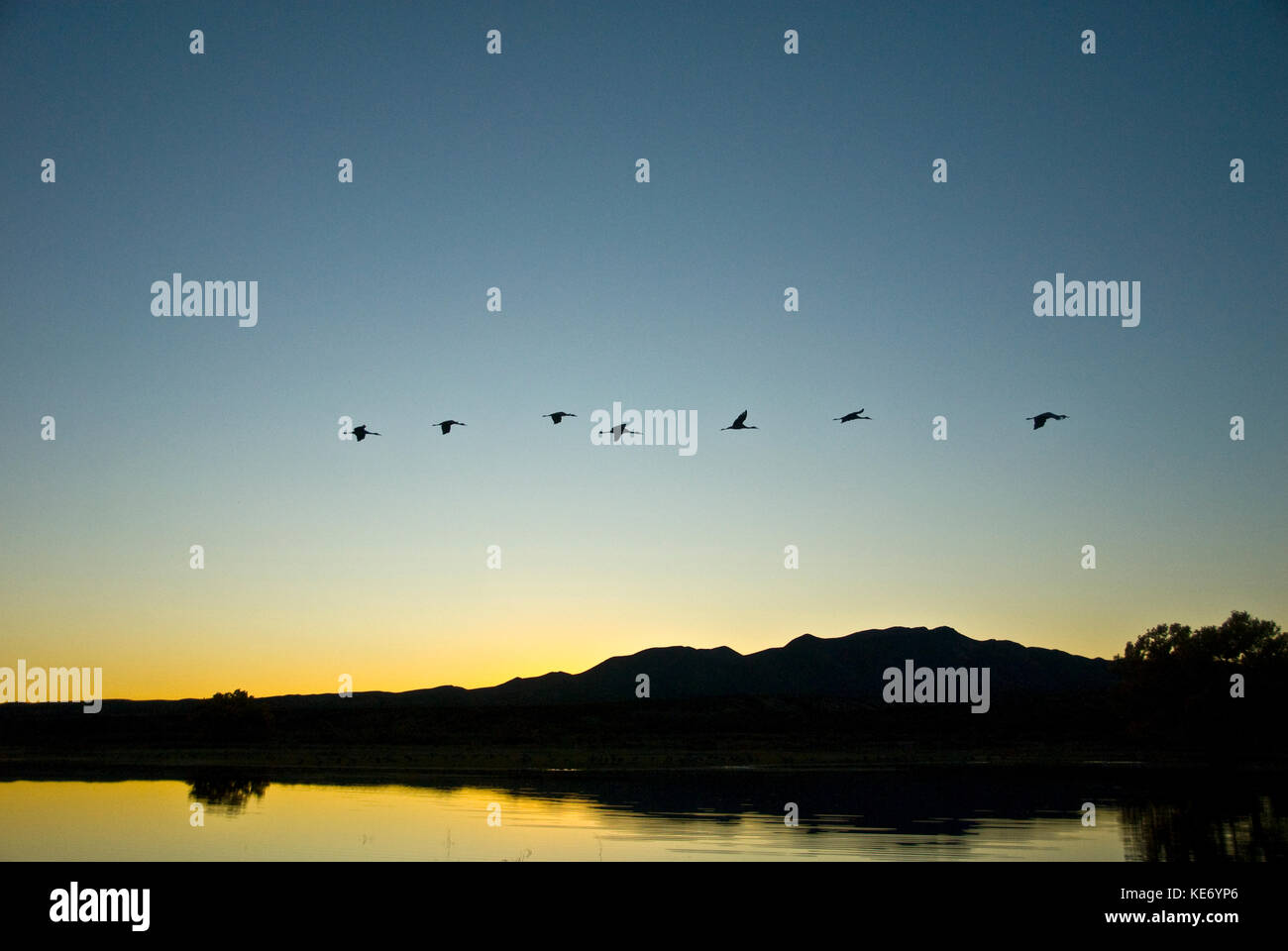 La grue du battant au coucher du soleil à Bosque del Apache National Wildlife Refuge Banque D'Images