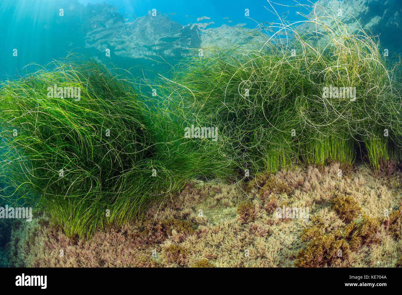 Surfgrass, phyllospadix sp., catalina island, Californie, USA Banque D'Images