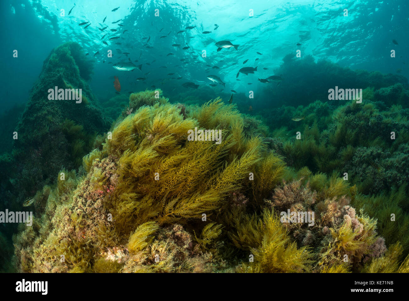 Algues marines, stephanocystis dioica, catalina island, Californie, USA Banque D'Images