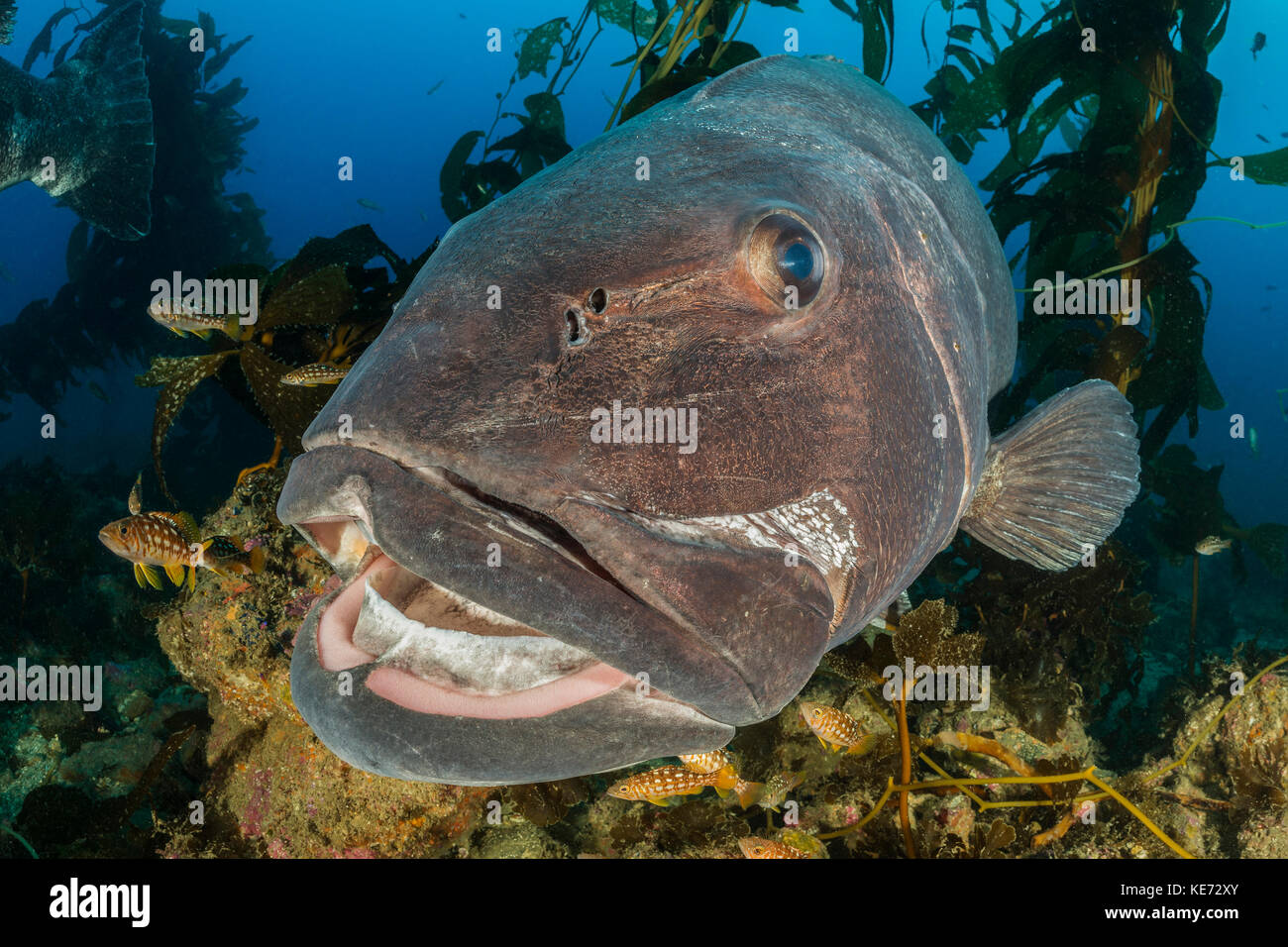 Loup de mer géant en forêt de laminaires, stereolepis gigas, catalina island, Californie, USA Banque D'Images