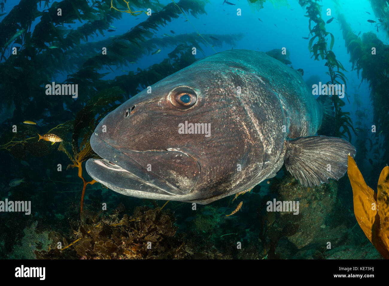 Loup de mer géant en forêt de laminaires, stereolepis gigas, catalina island, Californie, USA Banque D'Images