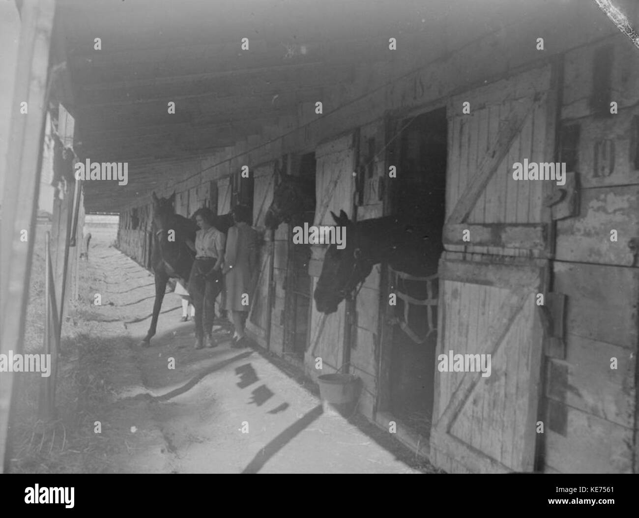 Cheval. King's Park BAnQ P48S1P09296 Banque D'Images