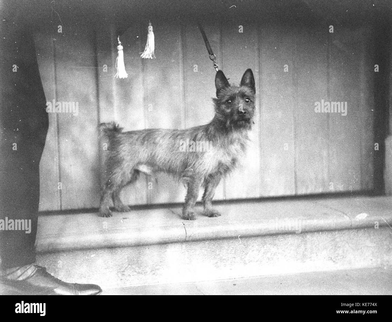 Cette image représente un Terrier australien, une race de chien de petite taille et énergique connue pour son apparence distincte et sa personnalité pleine d'esprit. C'est un animal de compagnie populaire. Banque D'Images