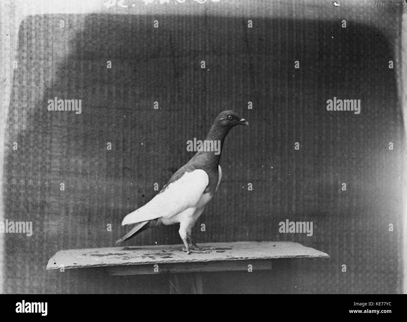 Pigeon de Champion 6344 Banque D'Images