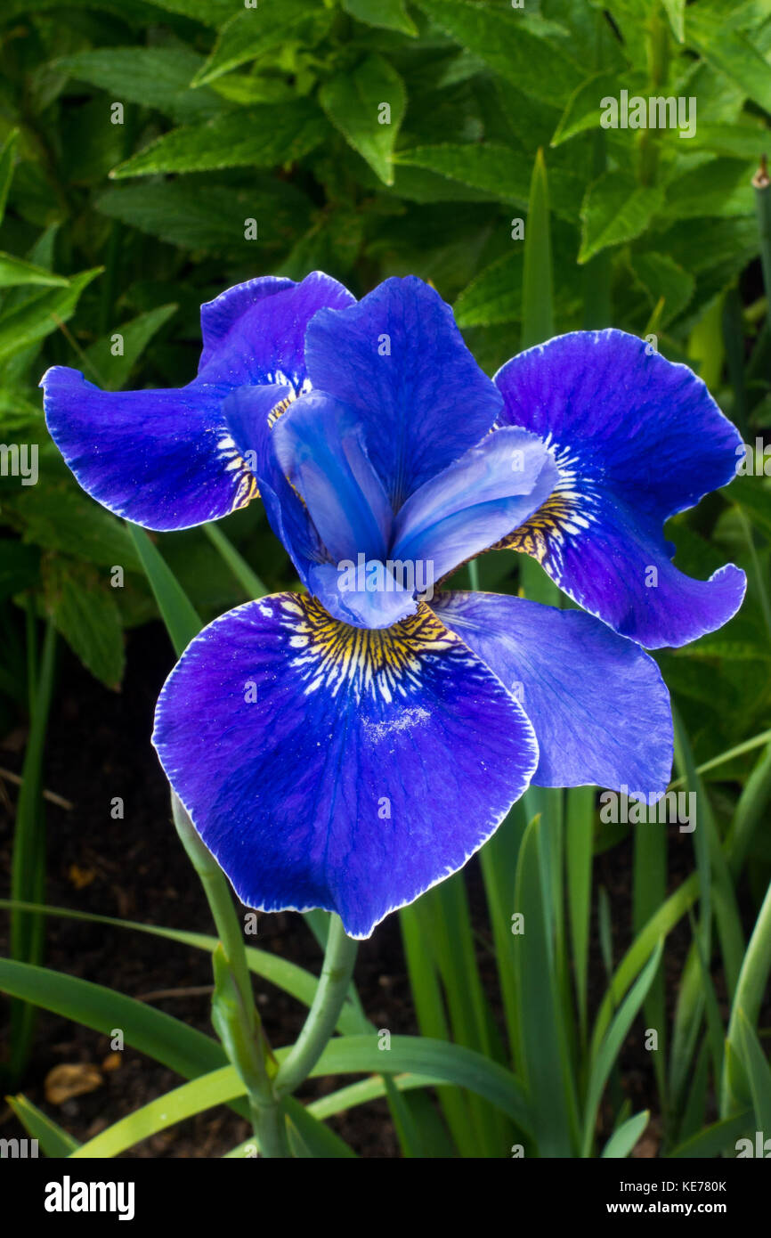 Blue Iris sibirica - Silver Edge Banque D'Images