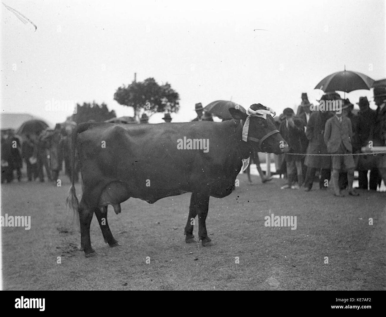 La vache Jersey est une petite race connue pour sa production laitière élevée et ses habitudes de pâturage efficaces. Originaire des îles Anglo-Normandes, il est prisé pour son lait riche, qui est riche en matière grasse butyrique. Banque D'Images