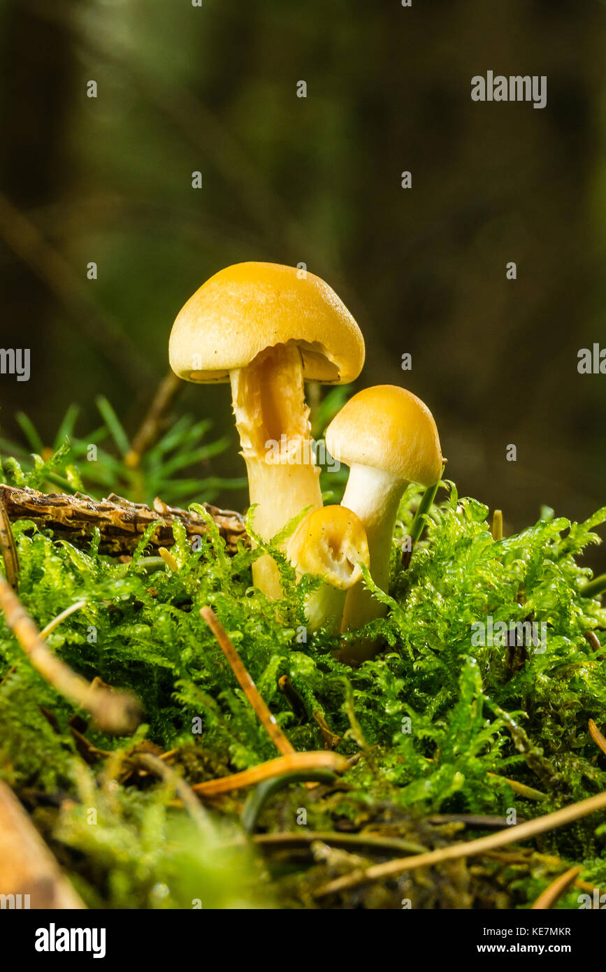 Photo verticale de nice trois toadstools jaune. les jeunes champignons poussent à partir de la mousse et d'herbe avec quelques brindilles sèches et les aiguilles autour. La PAC est lumineux et Banque D'Images