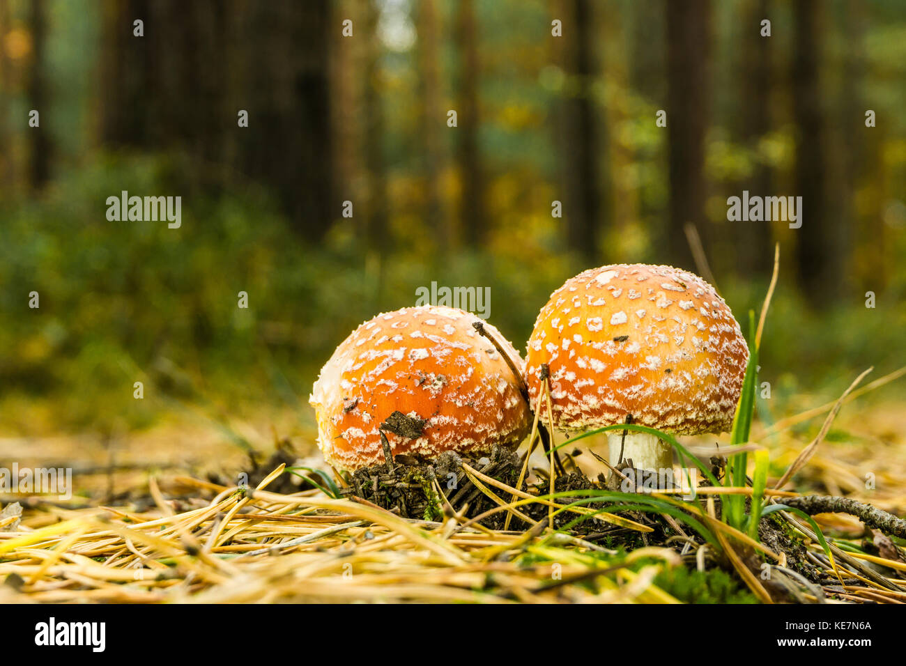 Photo horizontale de beau couple de red toadstools. Les jeunes champignons se développe à partir de mousse et d'herbe avec quelques brindilles sèches et les aiguilles autour sur la voie en f Banque D'Images