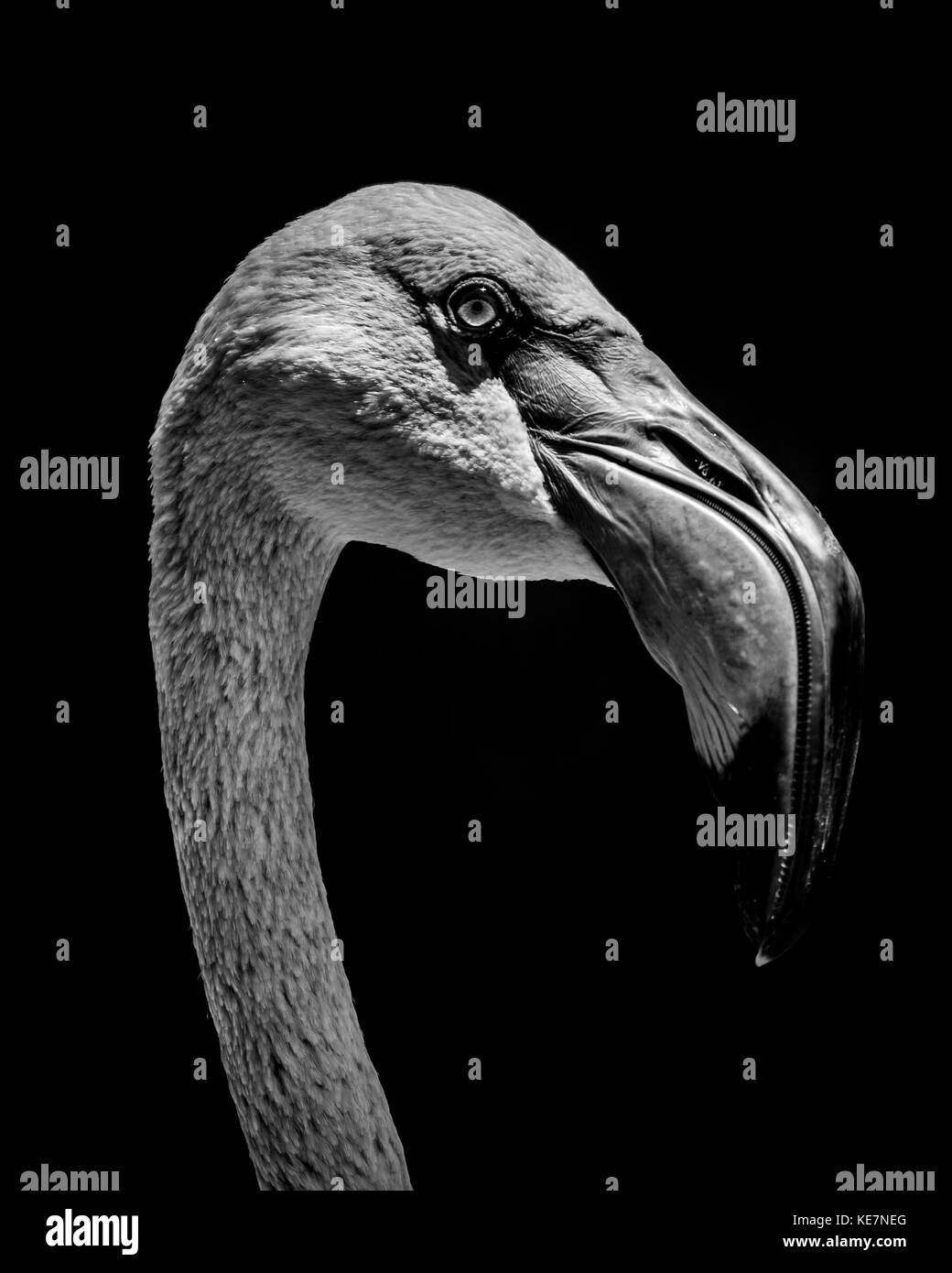 Portrait Of Chilean Flamingo (Phoenicopterus chilensis) tête contre un fond noir ; d'Iguazu, l'État de Parana, Brésil Banque D'Images