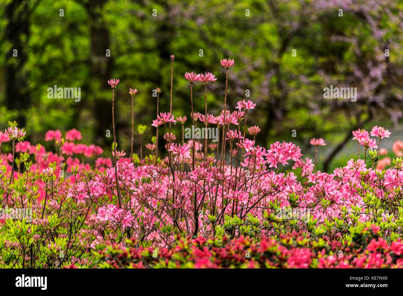 Azalea Garden, New York Botanical Garden, Bronx, New York, États-Unis d'Amérique Banque D'Images