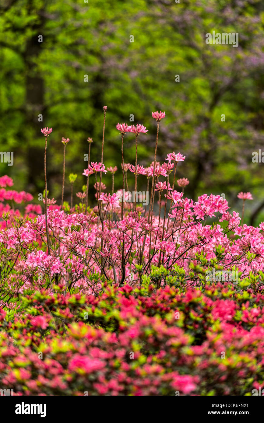 Azalea Garden, New York Botanical Garden, Bronx, New York, États-Unis d'Amérique Banque D'Images