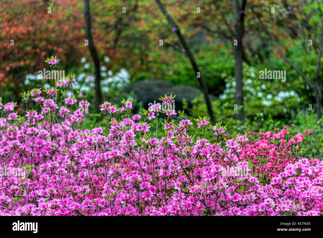 Azalea Garden, New York Botanical Garden, Bronx, New York, États-Unis d'Amérique Banque D'Images