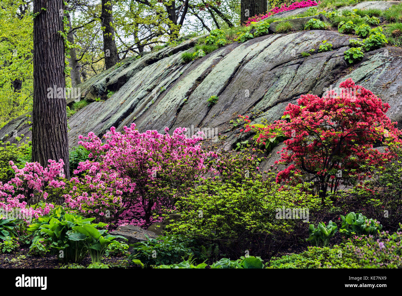 Azalea Garden, New York Botanical Garden, Bronx, New York, États-Unis d'Amérique Banque D'Images