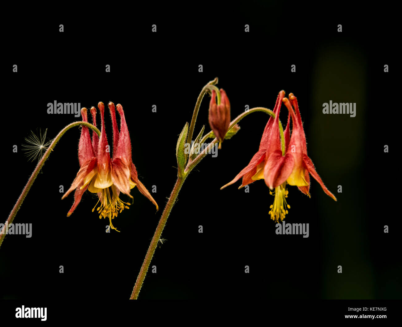 L'Ancolie sauvage (Aquilegia canadensis), Ranunculaceae, New York Botanical Garden, Bronx, New York, États-Unis d'Amérique Banque D'Images