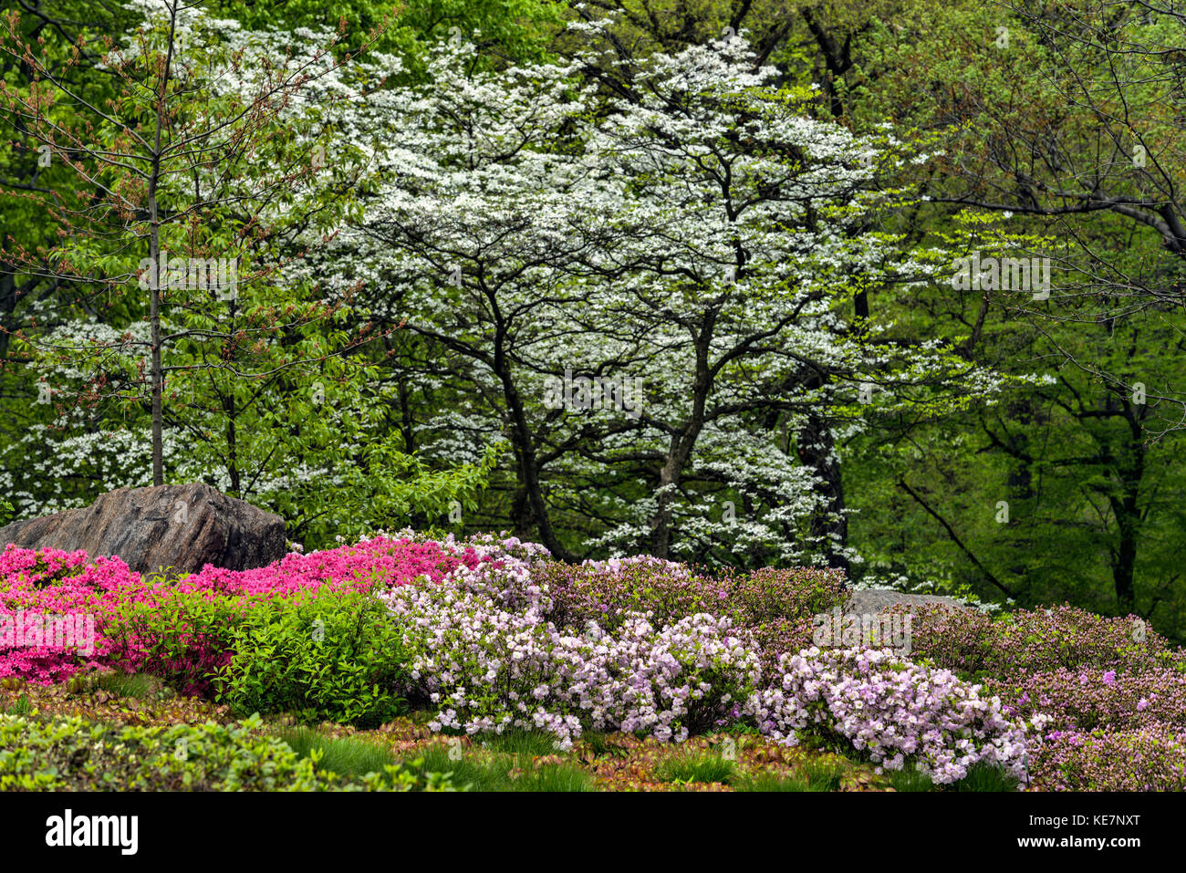 Azalea Garden, New York Botanical Garden, Bronx, New York, États-Unis d'Amérique Banque D'Images