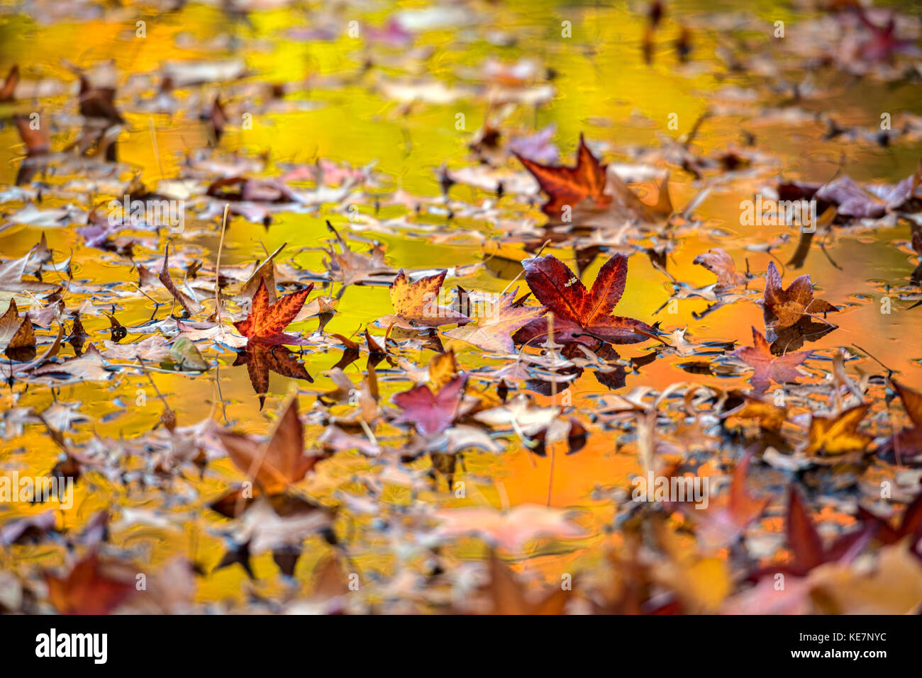 Automne feuillage coloré reflétant dans Leaf-Covered Lake, région de Twin Lakes, New York Botanical Garden, Bronx, New York, États-Unis d'Amérique Banque D'Images