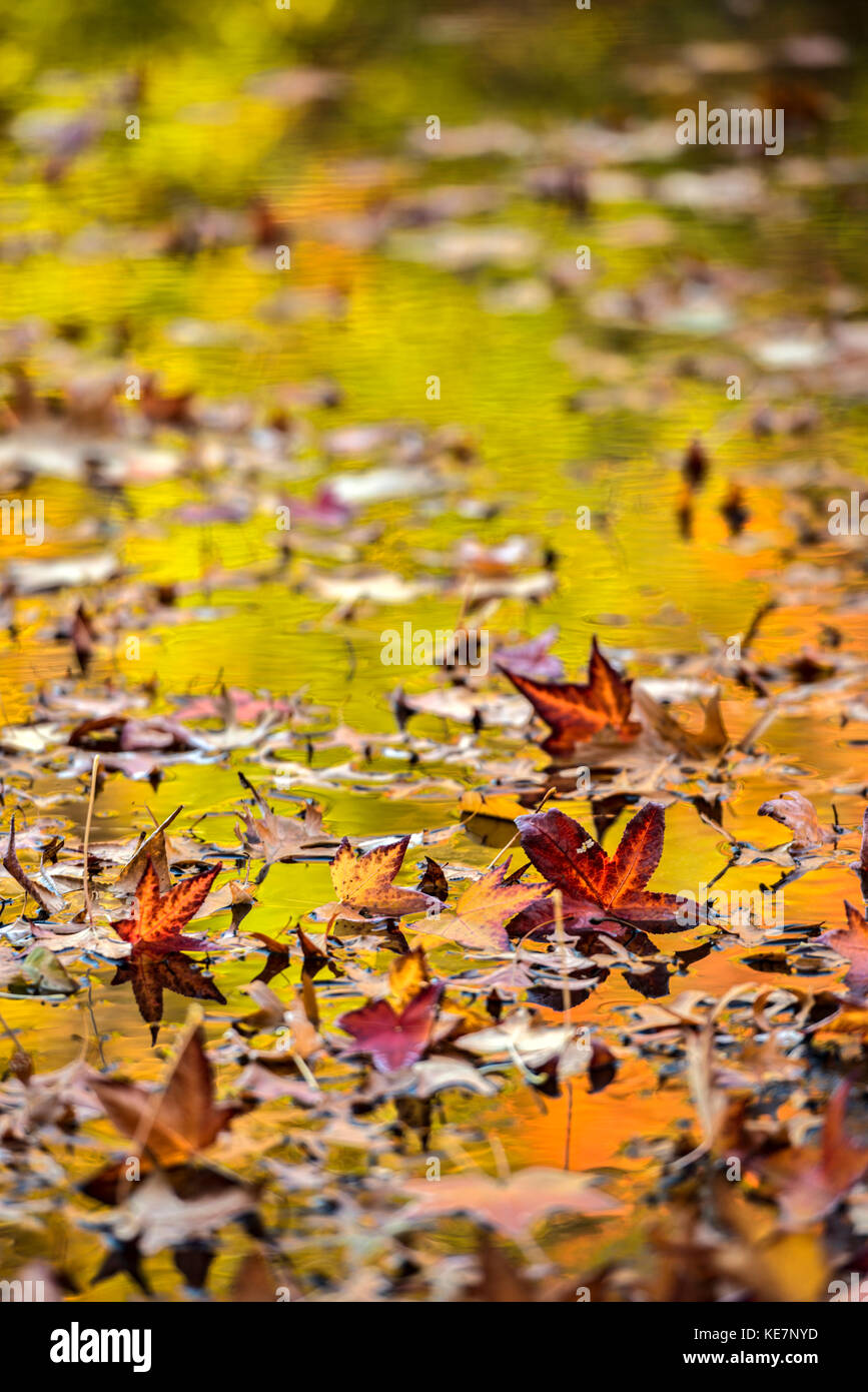 Automne feuillage coloré reflétant dans Leaf-Covered Lake, région de Twin Lakes, New York Botanical Garden, Bronx, New York, États-Unis d'Amérique Banque D'Images