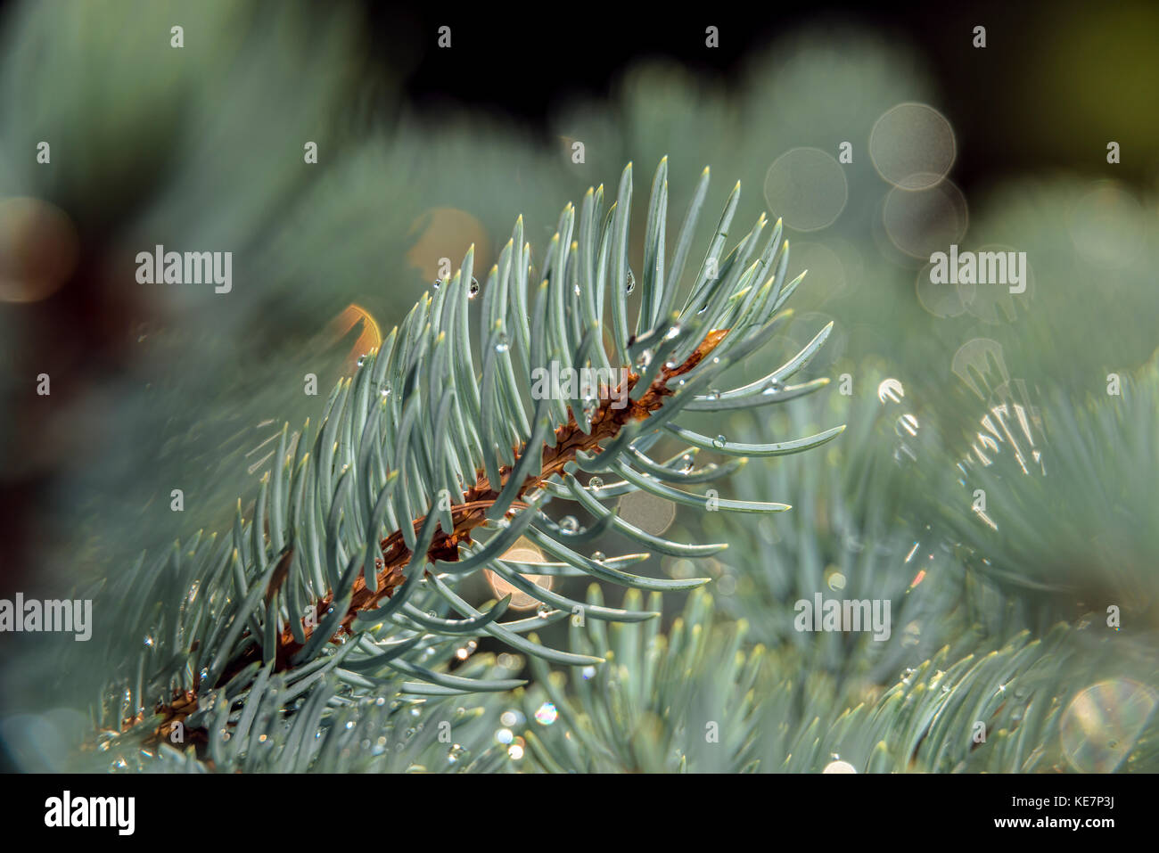 Les aiguilles de pin Epicéa bleu (Pinaceae), 'moonsii' Picea pungens, New York Botanical Garden, Bronx, New York, États-Unis d'Amérique Banque D'Images
