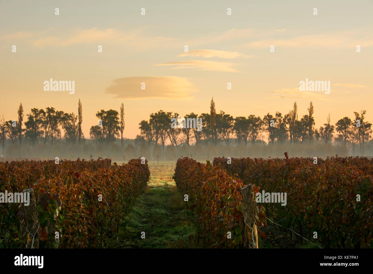 Brouillard d'automne met en lumière l'aube sur un vignoble ; Tunuyan, Mendoza, Argentine Banque D'Images