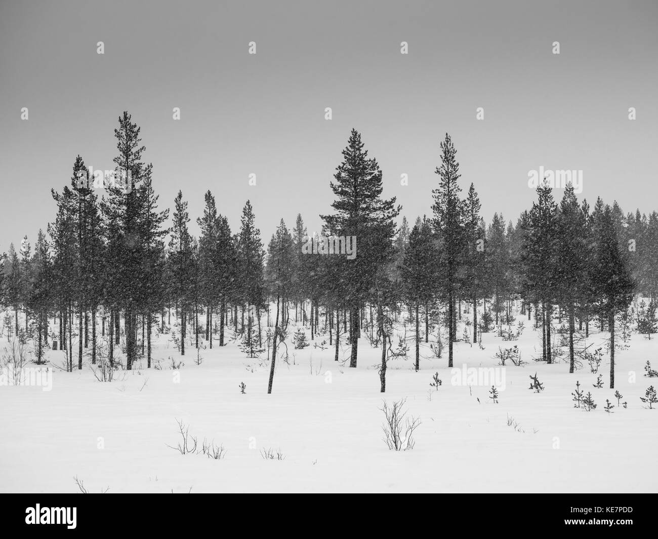 Les conifères dans une chute de neige ; Arjeplog, Suède, comté de Norrbotten Banque D'Images